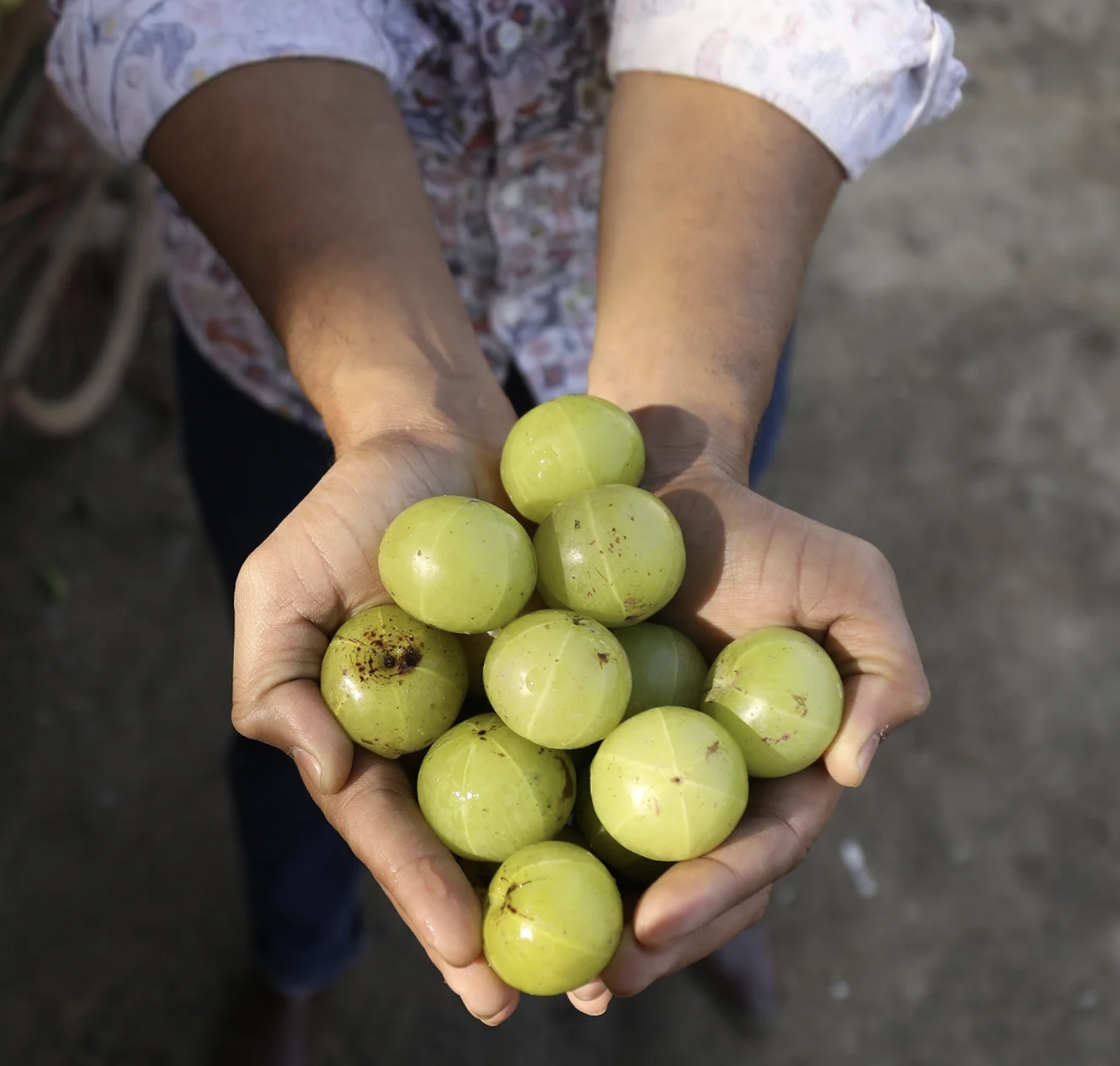Hands holding fresh green amla Indian gooseberries